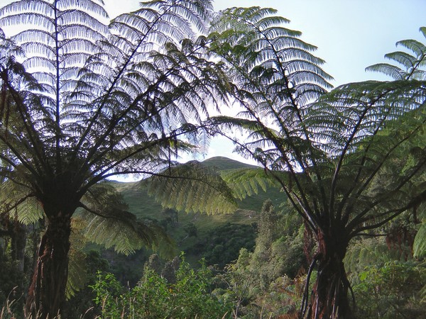 East of Tararua