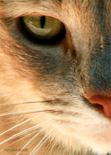 EYEING BROOKLYN