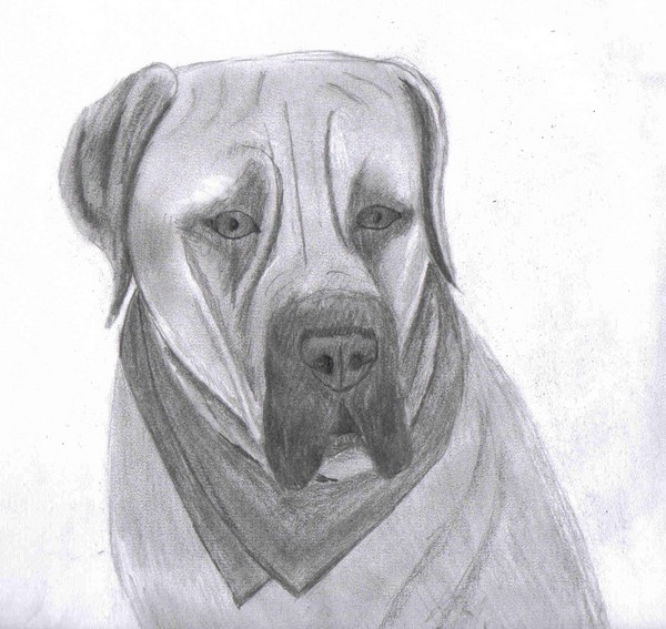 Good Dog