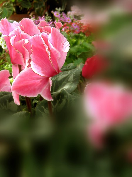 Cyclamen In The Greenhouse (Three)