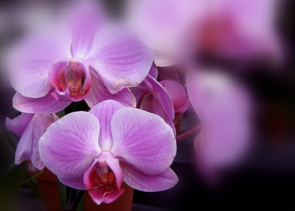 Lavender Toned Orchids (Two)