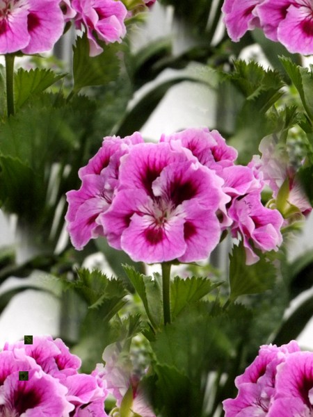 Petunias In The Park (Two)