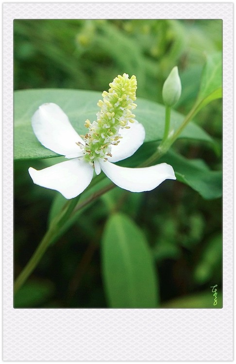 Wild White Flower II