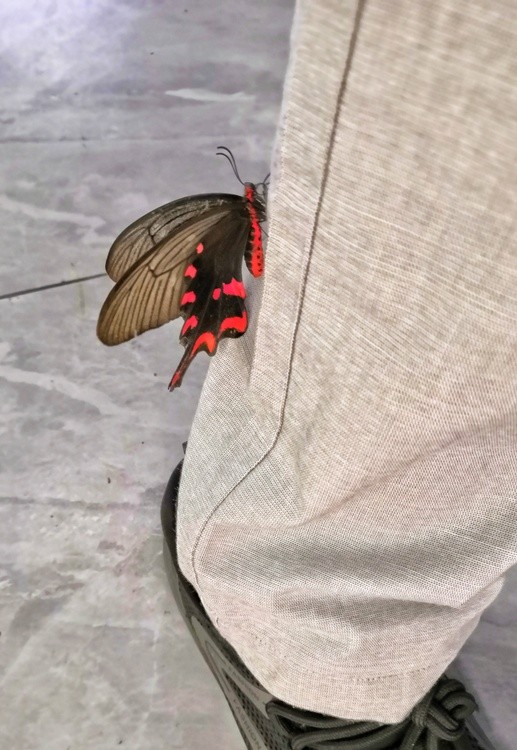 this butterfly stood on my trousers