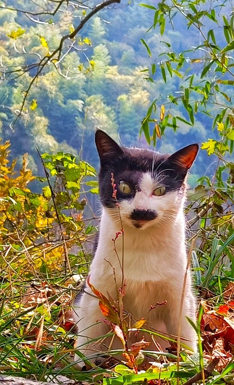 the look!
