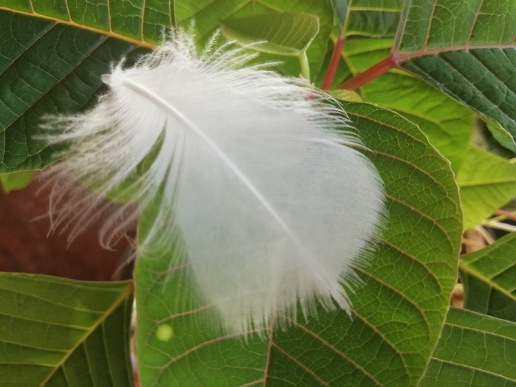 Un Ange est passé par la