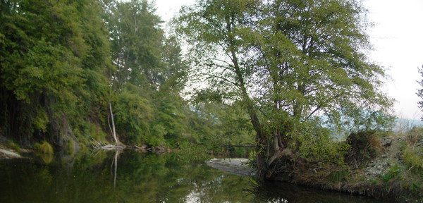 Tree creek