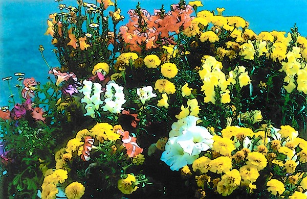 Fun With Flowers