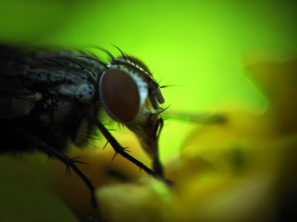 night fly