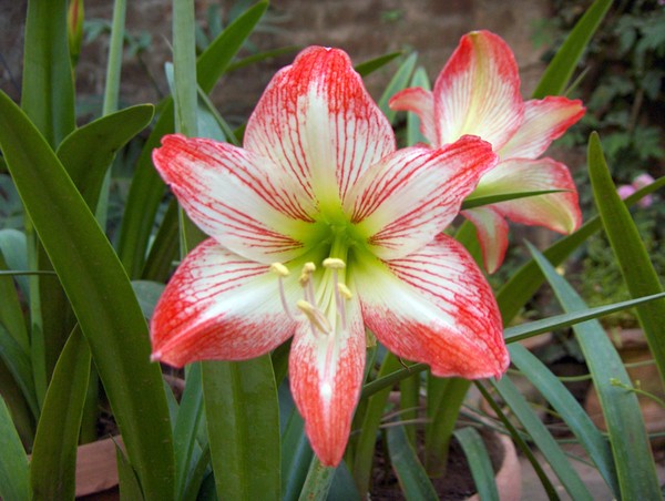 A Lily For You 