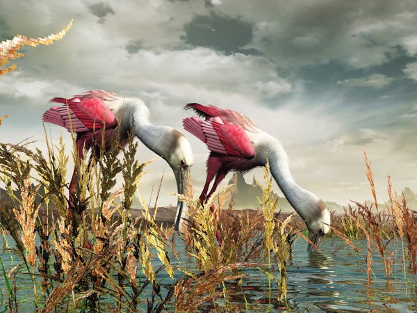 spoonbills