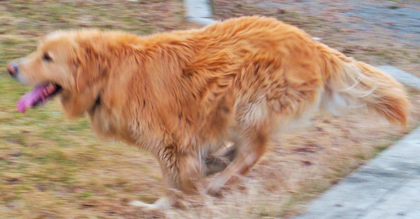 Bailey's Irish Creme In Motion