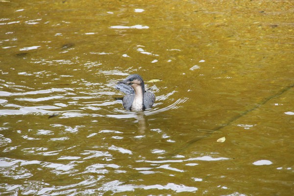 Neotropic cormorant