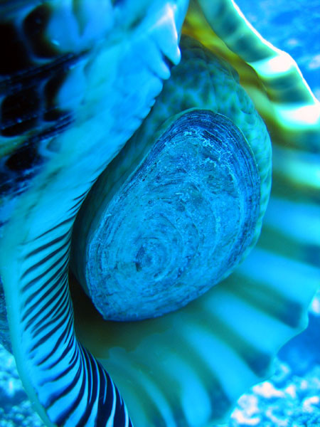 Aitutaki Conch