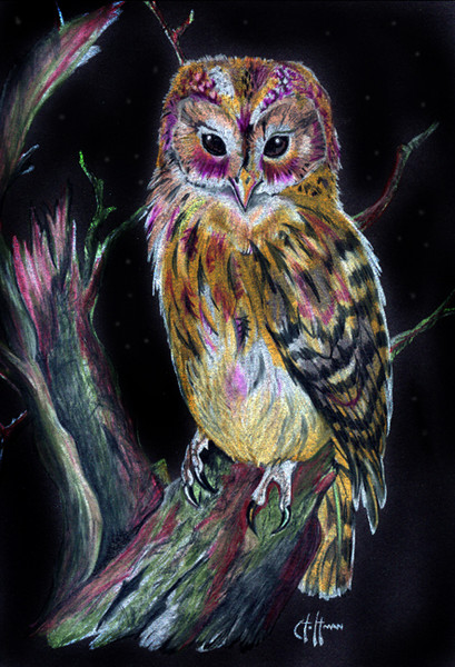 Owl prismacolor