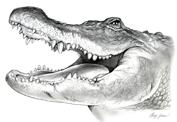 American Alligator in graphite