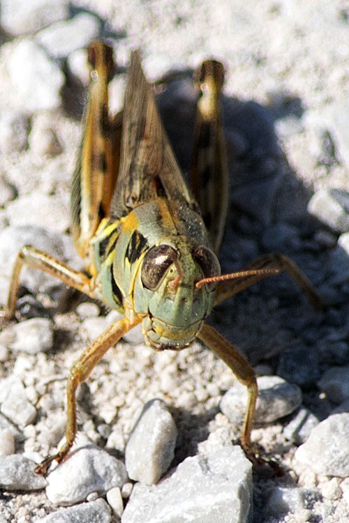 Grasshopper