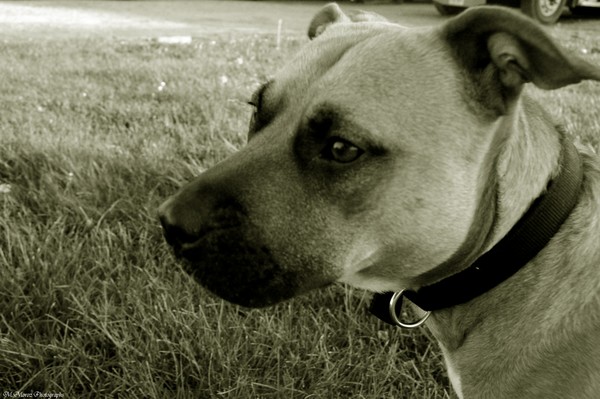Girls Best Friend