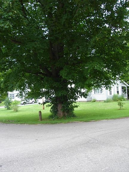 The Tree Of Life