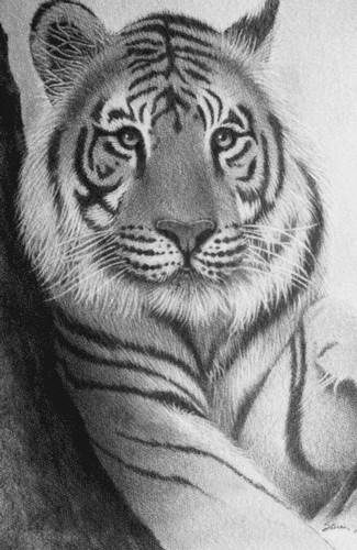 Reclining Tiger