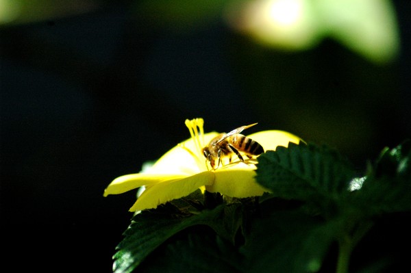 Glowing Bee