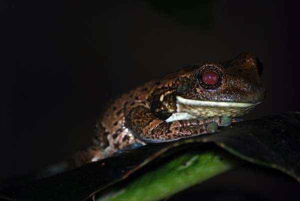 Golden Eye