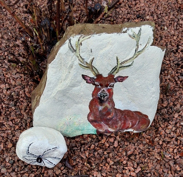 Stag