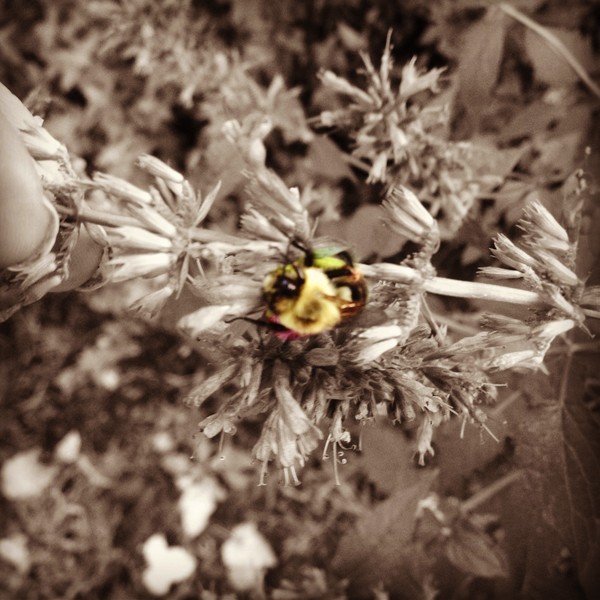 Buzz buzz