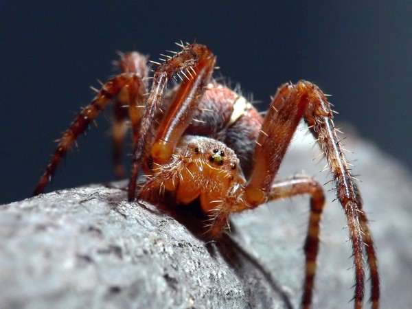 spider