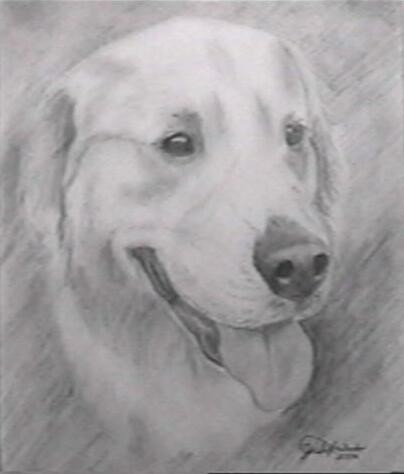 Golden Retriever Art Drawing