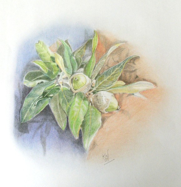 Evergreen Oak