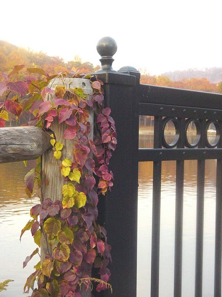 vine on post