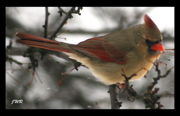 The State Bird of Ohio