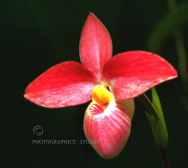 Orchid