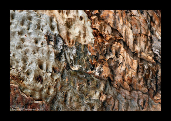 Texture  1