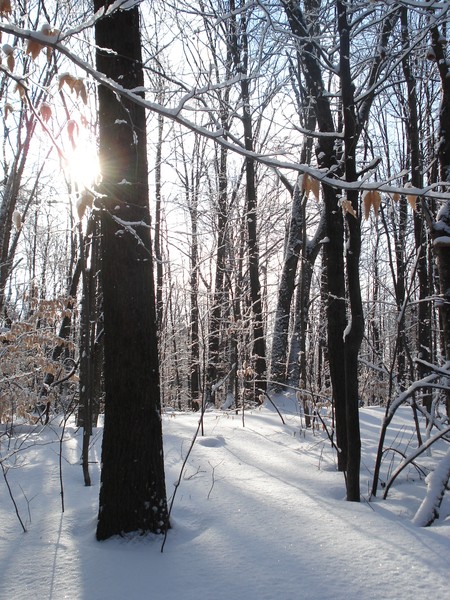 Snowscape