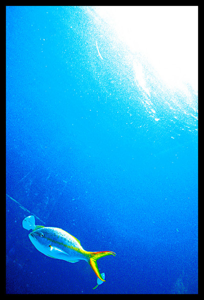 bright tailed fish