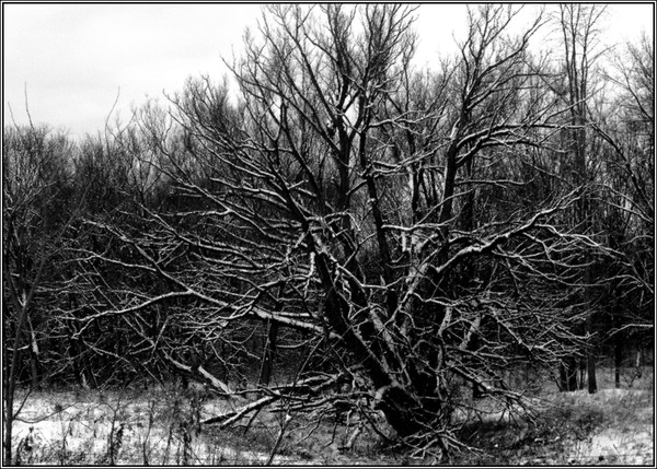 Winter Grove