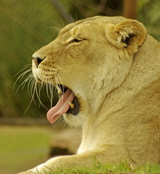Beginning of a yawn.