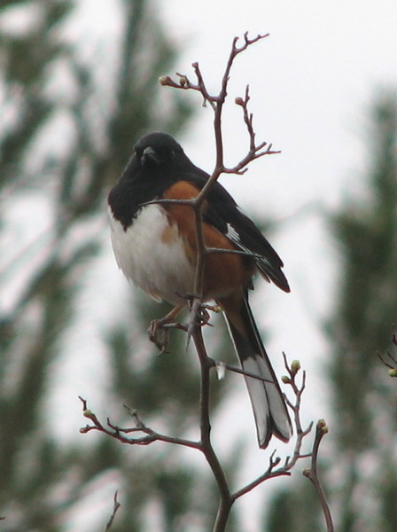 Rufous-sided(Eastern) Towhee