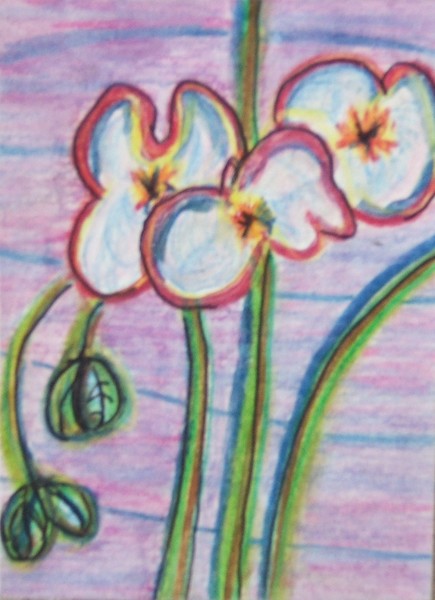Orchids by P Miller