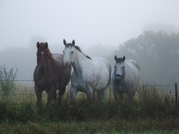Three Wise Mare's