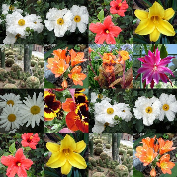 flower collage 1