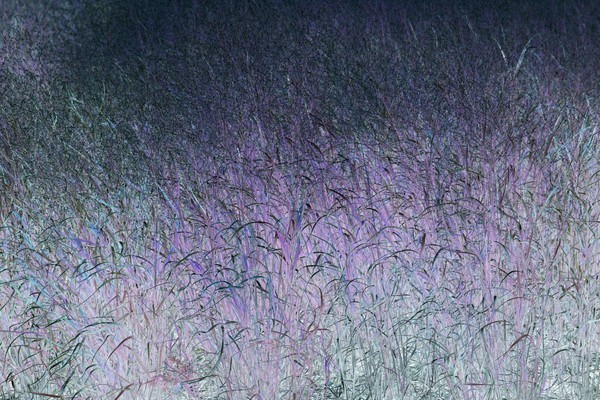 Blue Grass