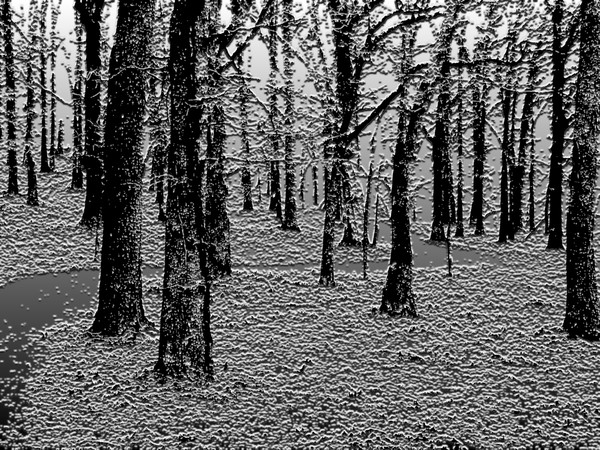 Through the Woods