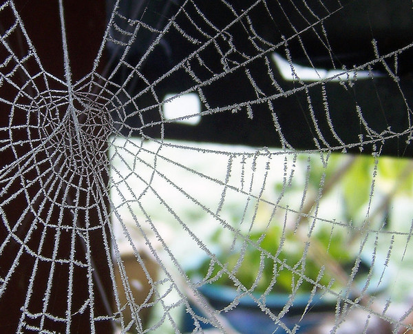 spider web