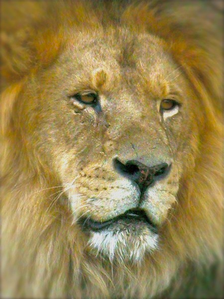 King Lear