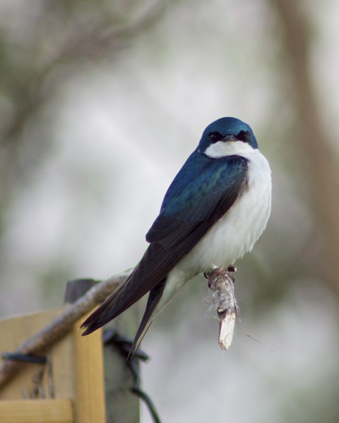 Tree Swallow at Lake Ontario