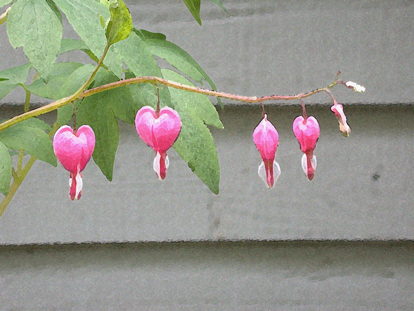 Bleeding Heart