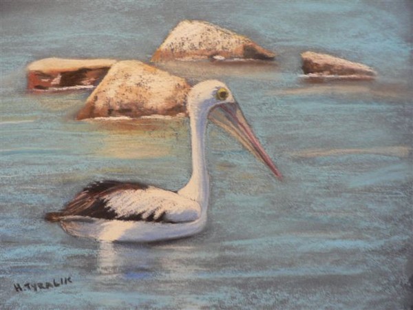 Pelican